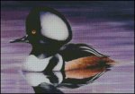 (image for) Hooded Merganser